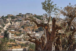 A sun baked hillside is covered with Palestinian homes, an olive tree grows in the foreground