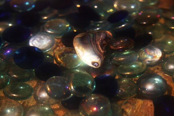 A bowl of salt water - salt is for tears - lies near the altar. Paua pieces lie at bottom of the bowl, and mourners added the glass.