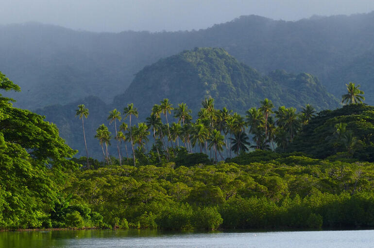 Since 2016 Te Hīnota Whānui flights have funded carbon capture in forests like this one: Drawa Forest in Wailevu, Fiji. 