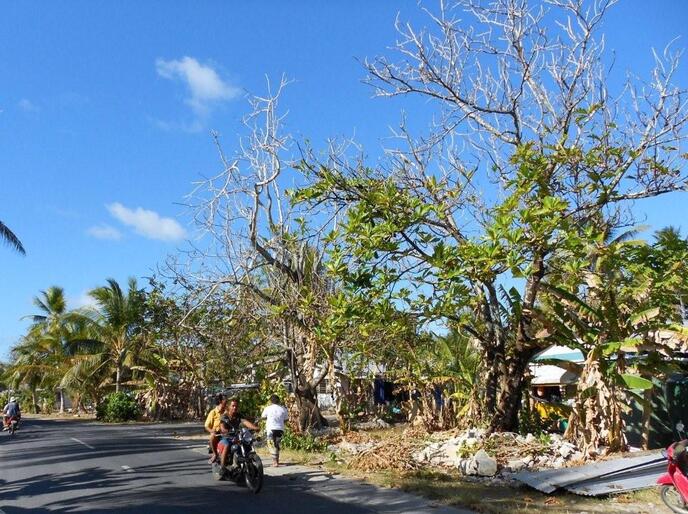 Downtown Funafuti in Tuvalu - note how the trees are dying, their roots poisoned by rising sea water.