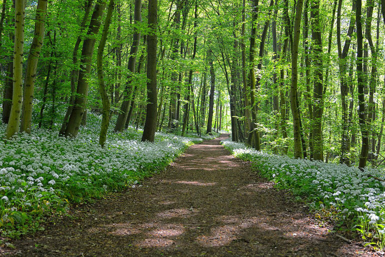 Walking the path to inner strength: The Selwyn Foundation 2019 Spirituality and Ageing conference will focus on building resilience as older people.