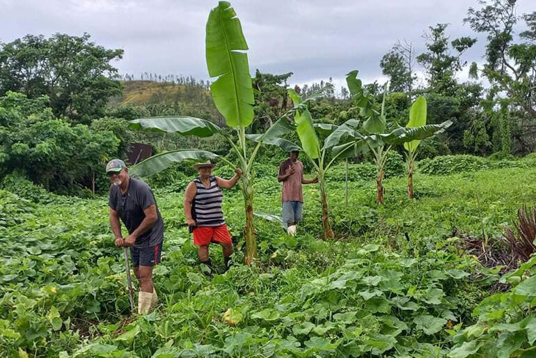Bishop of Vanua Levua Rt Rev Henry Bull (left) joins family to dig in a new banana plantation on the land around his home.