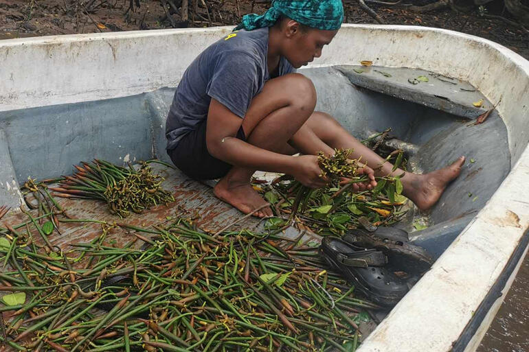 A member of Holy Cross Dreketi's youth group sorts mangrove sprouts ready for planting along the Dreketi River.