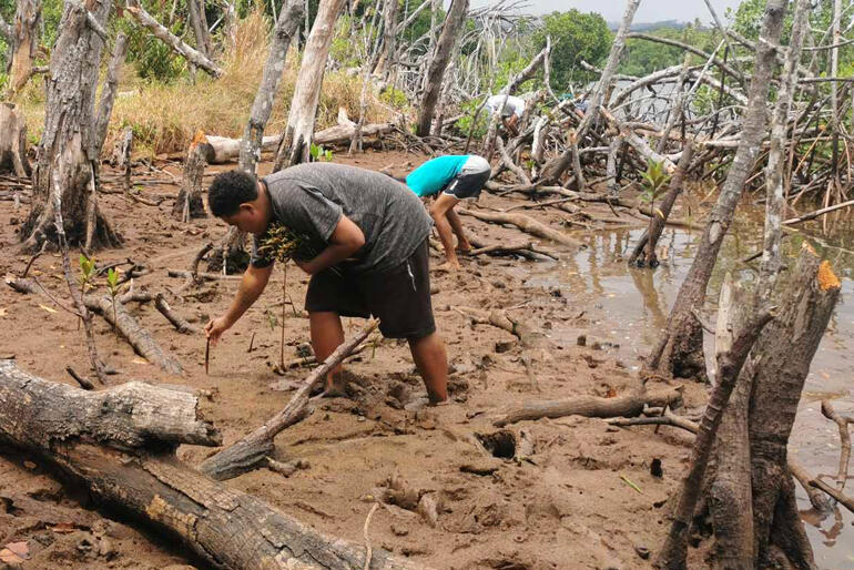 Young people from Holy Cross Dreketi plant mangrove sprouts along the banks of the frequent flooding Dreketi River.